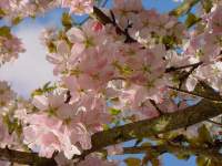 pr yedoensis anouck.JPG